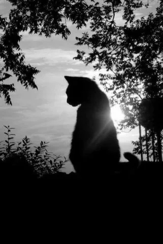 Acompanhante Rafael DtG